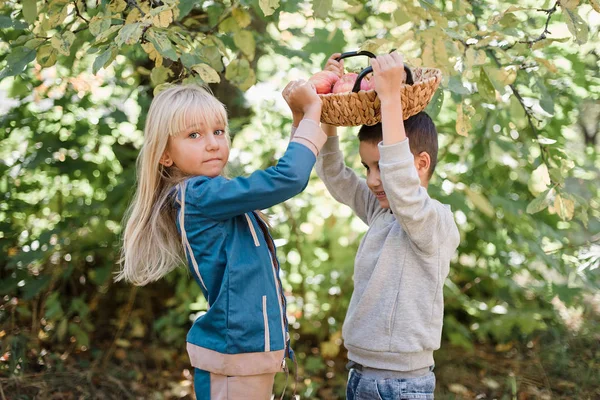 과수원에서 애플을 키우는 아이들. 수확 개념. — 스톡 사진