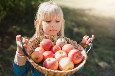 Orchard 'da Elmalı Çocuklar. Hasat Konsepti.