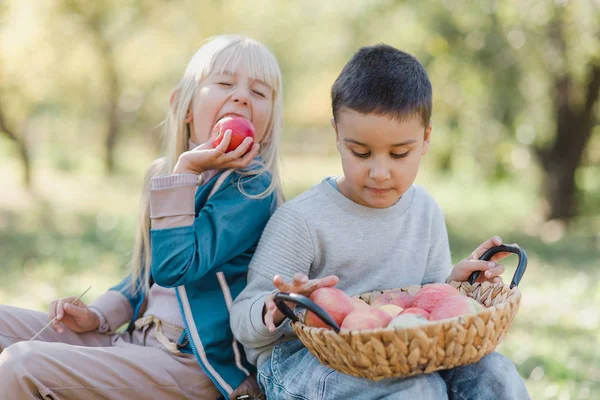 Children with Apple in Orchard. Harvest Concept.