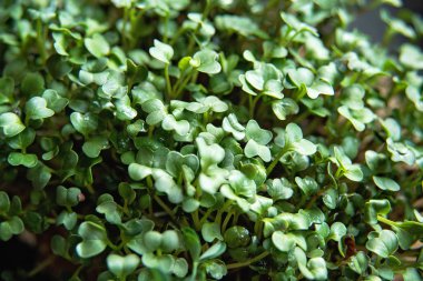 Üst Görünüm Düz Lay. rucola veya arugula yaprağı. filiz sebze yüksek kaliteli organik bitki tohumu çimlenmiş