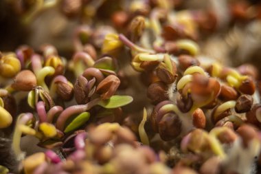 Üst Görünüm Düz Lay. rucola veya arugula yaprağı. filiz sebze yüksek kaliteli organik bitki tohumu çimlenmiş