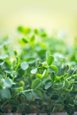 mikroyeşil bitki örtüsü. Bezelye yaprağı. keten hasırın üzerinde yüksek kaliteli organik bitki tohumundan filizlenen sebzeler.