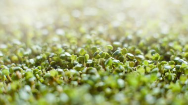 mikroyeşil bitki örtüsü. Bezelye yaprağı. keten hasırın üzerinde yüksek kaliteli organik bitki tohumundan filizlenen sebzeler.