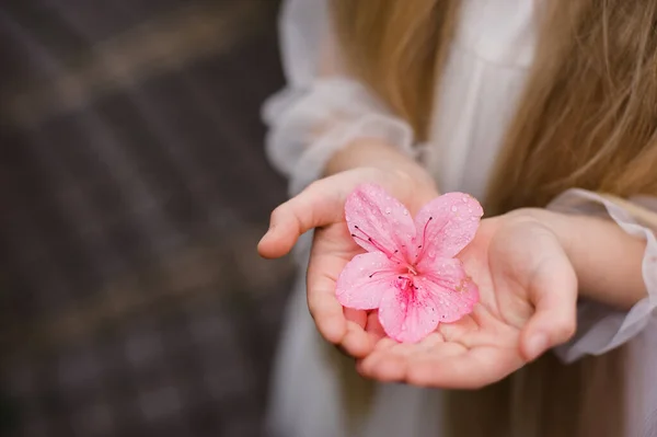 Girl sniffing flowers of azaleas. flowering azaleas in the park — Stock Photo, Image