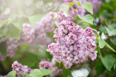 macro view of beautiful bush of lilac in garden