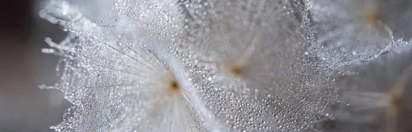 Hermoso rocío cae en una macro semilla de diente de león. Hermoso fondo suave. Gotas de agua en un paracaídas diente de león. Copiar espacio. enfoque suave en las gotas de agua. forma circular, fondo abstracto —  Fotos de Stock