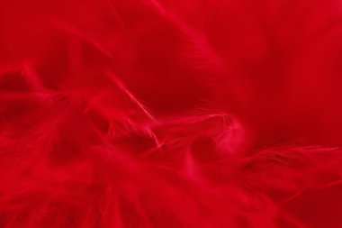Kırmızı tüyler arka planda. Güzel, soyut, kırmızı bir arka plan. Seçici odak