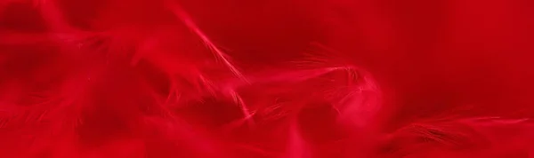 Plumas rojas fondo texturizado. Hermoso fondo abstracto redsoft. Enfoque selectivo — Foto de Stock