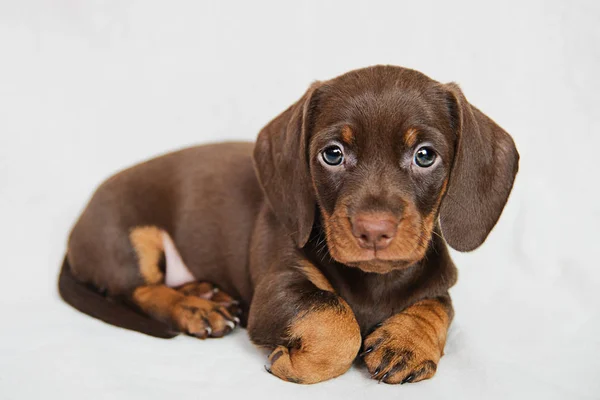 Little Brown Crianza Perros Encantadora Cachorro Dachshund Sobre Fondo Blanco —  Fotos de Stock