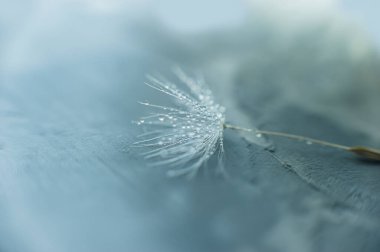 Karahindiba tohumlu makronun üzerine güzel çiy damlaları düşer. Güzel, yumuşak, mavi arka plan. Su paraşütlü karahindibanın üzerine düşer. Uzayı kopyala Su damlacıklarına odaklanın. dairesel şekil, soyut arkaplan.