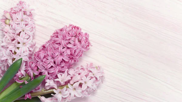 Macro Vista Flores Primavera Color Rosa Jacinto Sobre Fondo Pastel —  Fotos de Stock