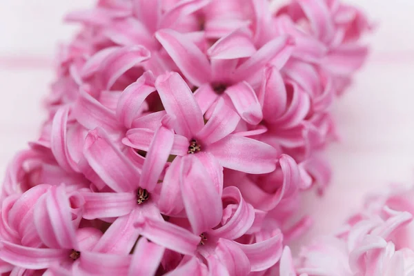 Macro Vista Jacinto Rosa Flores Primavera Fundo Luz Primavera Conceito — Fotografia de Stock