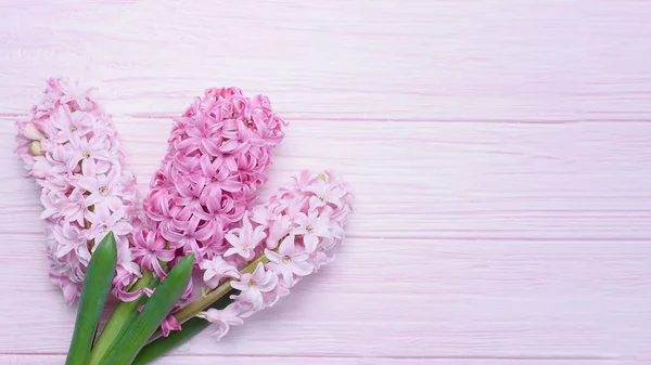 Makro Syn Hyacint Rosa Våren Blommor Pastell Trä Bakgrund Vår — Stockfoto