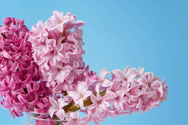 Bukett Rosa Hyacint Blommor Glas Fasetterad Vas Blå Vägg Bakgrund — Stockfoto