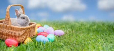 Bahar yeşili çimlerin üzerinde küçük tavşancık ve yumurta. Sevimli tavşan. Evcil tavşanla Paskalya yumurtası avı. Kopyalanmış Paskalya tebrik kartın kutlu olsun. Güneş ışınları