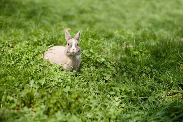 Küçük Komik Cüce Tavşan Yeşil Arka Planda Paskalya Tavşanı Boşluğu — Stok fotoğraf