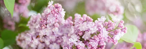 Tampilan Makro Bunga Ungu Sekelompok Indah Closeup Ungu Bush Bloom — Stok Foto