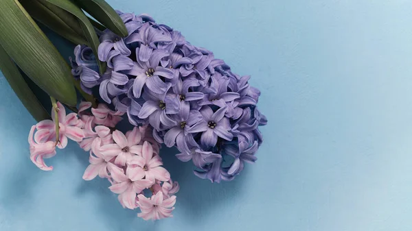 Macro Vista Cerca Jacinto Púrpura Sobre Fondo Azul Flores Primavera —  Fotos de Stock