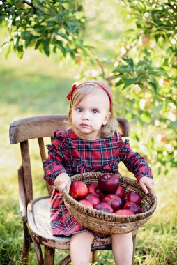 Sonbaharda çiftlikte elma toplayan bir çocuk. Elma ağacı bahçesinde oynayan küçük bir kız. Sağlıklı beslenme. Tatlı küçük kız kırmızı lezzetli elma yiyor. Hasat Konsepti. Elma toplama.
