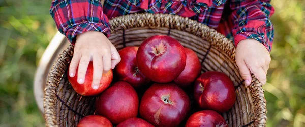 Niño Recogiendo Manzanas Granja Otoño Niña Jugando Huerto Manzanos Nutrición — Foto de Stock