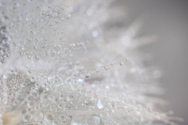 Karahindiba tohumlu makronun üzerine güzel çiy damlaları düşer. Güzel, yumuşak, mavi arka plan. Su paraşütlü karahindibanın üzerine düşer. Uzayı kopyala Su damlacıklarına odaklanın. dairesel şekil, soyut arkaplan.