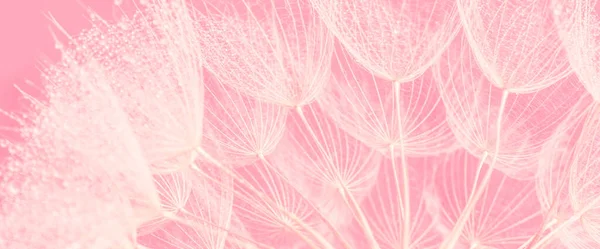 Прекрасные Капли Росы Одуванчике Мягкий Розовый Фон Вода Падает Парашютный — стоковое фото