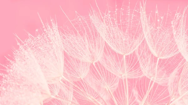 Beautiful Dew Drops Dandelion Seed Macro Beautiful Soft Pink Background — Stock Photo, Image