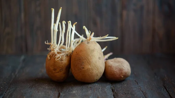 Germogliato Brutta Patata Biologica Sfondo Legno Chiudete Patate Flaccide Rugose — Foto Stock