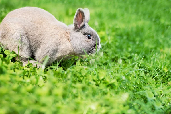 Malý legrační trpasličí králík. Velikonoční zajíček na zeleném pozadí. Kopírovat prostor. — Stock fotografie