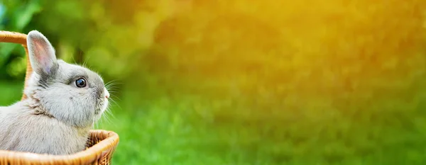 Kleiner Hase Und Eier Korb Auf Frühlingshaftem Grünen Gras Niedliche — Stockfoto