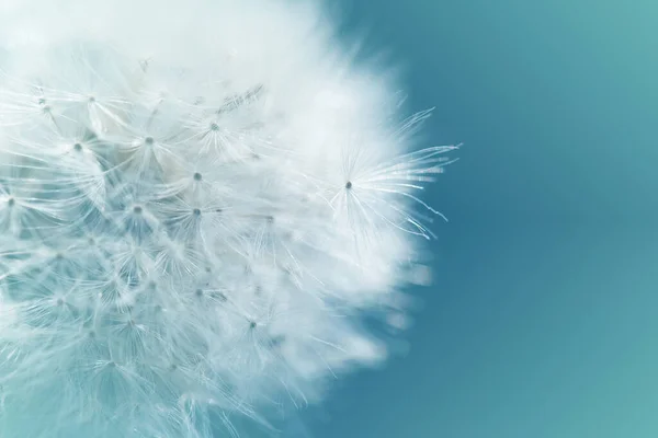 Πικραλίδα Σιλουέτα Χνουδωτό Λουλούδι Μπλε Φόντο Ελπίδα Και Όνειρο Έννοια — Φωτογραφία Αρχείου