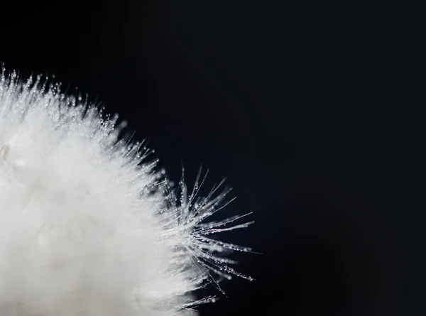 Diente León Silueta Flor Esponjosa Sobre Fondo Oscuro Esperanza Concepto —  Fotos de Stock