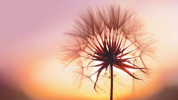 Dandelion silhouette fluffy flower on sunset sky background.Hope and dreaming concept