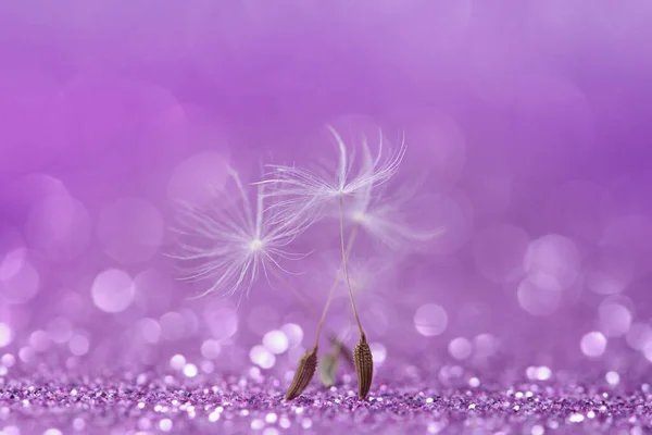 dandelion seeds with beautiful dew drops on purple background. Hope and dreaming concept.