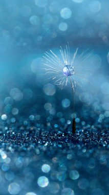 Mavi arka planda çiy damlaları olan karahindiba. Umut ve rüya kavramı.