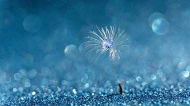 Mavi arka planda çiy damlaları olan karahindiba. Umut ve rüya kavramı.