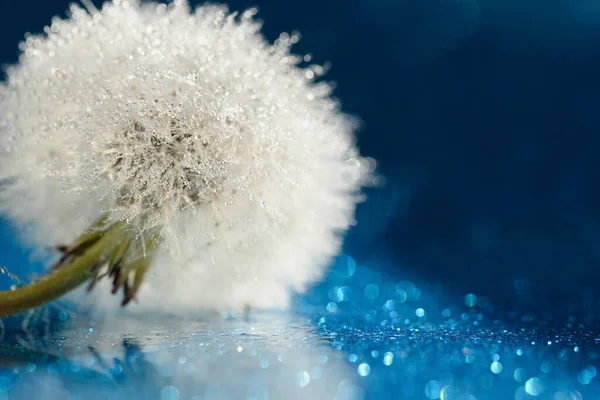 Dandelion Beautiful Dew Drops Blue Background Hope Dreaming Concept — Stock Photo, Image