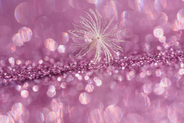 Dente Leão Com Belas Gotas Orvalho Fundo Rosa Conceito Esperança — Fotografia de Stock