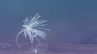 Mavi arka planda tüylü karahindiba çiçeği. Umut ve rüya kavramı.