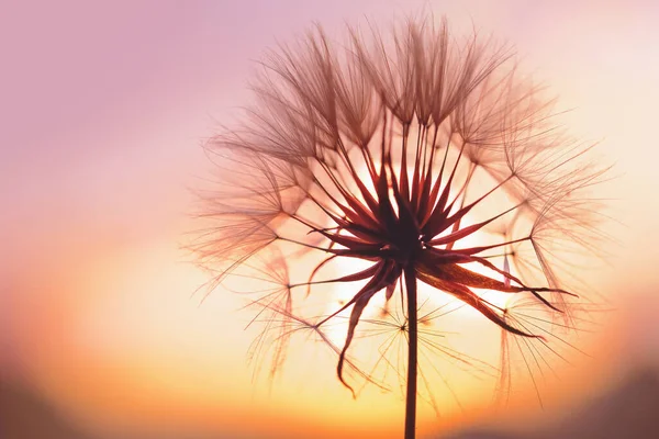 Πικραλίδα Σιλουέτα Χνουδωτό Λουλούδι Στον Ουρανό Ηλιοβασιλέματος Φόντο Ελπίδα Και — Φωτογραφία Αρχείου