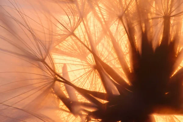 夕暮れ時の空を背景にしたタンポポのシルエットふわふわの花希望と夢のコンセプト — ストック写真