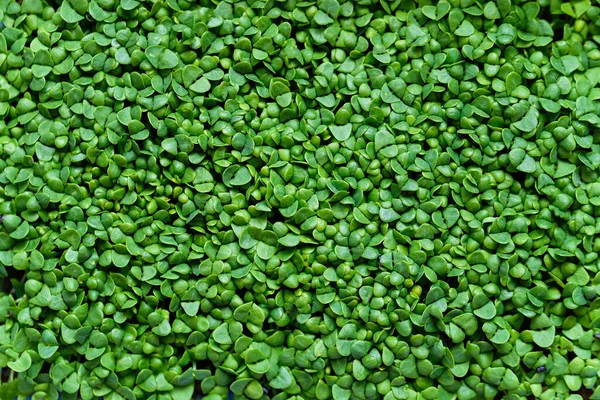 Brotes Microverdes Albahaca Germinado Semillas Plantas Orgánicas Alta Calidad Hogar —  Fotos de Stock