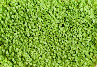 Evde yüksek kaliteli organik tohumlardan filizlenen mikroyeşil lahanalar. Vegan ve sağlıklı beslenme konsepti..