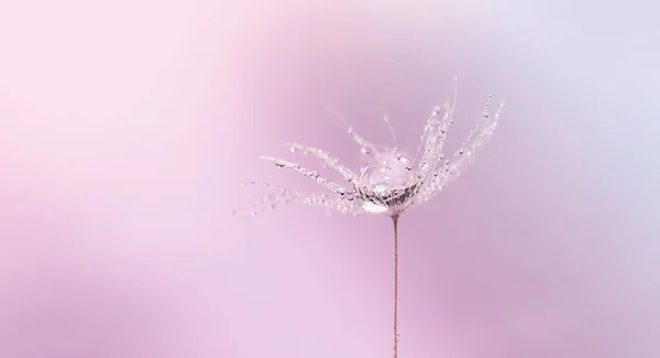 Dandelion Beautiful Dew Drops Pink Background Hope Dreaming Concept — Stock Photo, Image