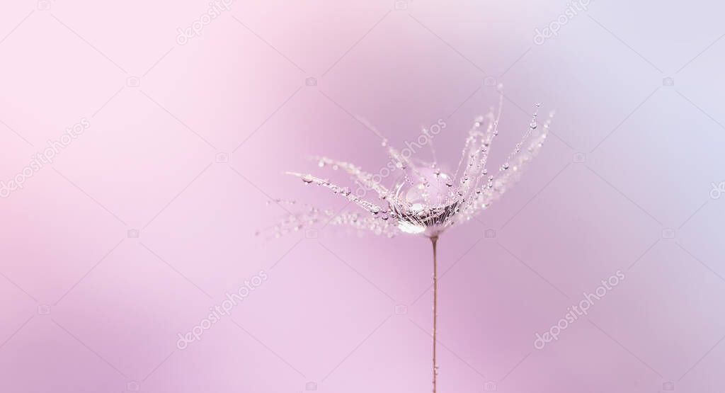 dandelion with beautiful dew drops at pink background. Hope and dreaming concept. 