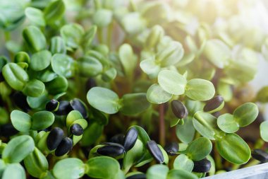 Evde eski ayçiçeği filizlerinin filizlenmesine 8 gün kaldı. Vegan ve sağlıklı beslenme konsepti 