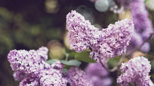 Keř Kvetoucí Krásné Šeříky Zahradě — Stock fotografie