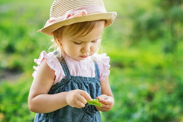 Kleines Bauernmädchen Mit Hut Das Sommergarten Erbsenschoten Isst Gesunde Ernährung — Stockfoto