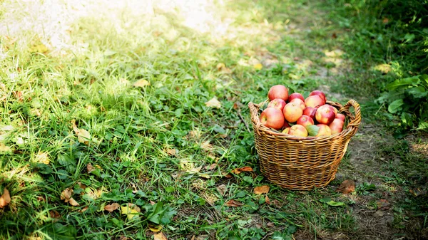 Bahçedeki Yeşil Çimlerin Üzerinde Sepetteki Olgun Kırmızı Elmalar Hasat Konsepti — Stok fotoğraf