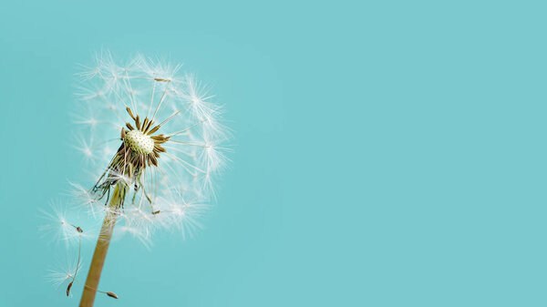 одуванчик на темном фоне. Свобода желаний
.